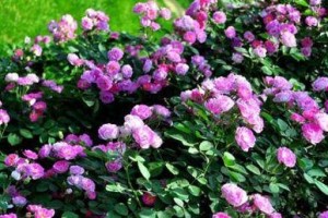 家里也可以种蔷薇花（让家园更美丽的小技巧）