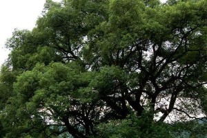 认识香樟树（探寻香樟树的起源和特点，了解它的药用价值和美学价值）