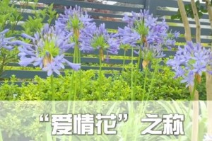用花语讲述爱情故事（探秘代表爰情的花朵及其花语）