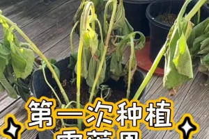 雪莲果的种植与生长（时间、周期、技巧与注意事项）