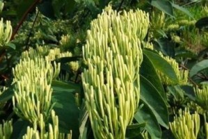 金银花喜阳还是喜阴？（揭开金银花的养殖秘密）