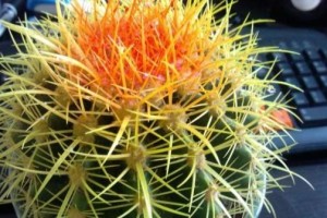 仙人柱的养殖与毒性分析（了解仙人柱的毒性，安全室内种植仙人柱）