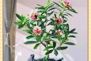 金边瑞香肥料选用技巧（选择合适肥料，让金边瑞香茂盛生长）