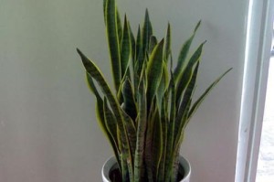 虎尾兰的养殖方法及注意事项（打造室内绿色植物，养活虎尾兰不再难）