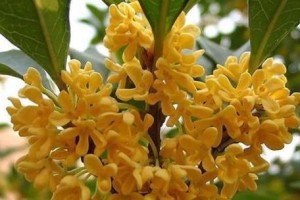 品味秋之香——探寻桂花的象征意义和风水作用（从古到今，桂花是怎样被赋予了如此多的寓意？）