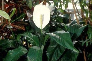 白掌花的养殖方法详解（从选购到管理，全方位指南）