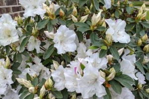 杜鹃花浇水太多怎么办？（防止杜鹃花过度浇水，让它健康成长。）