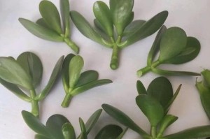 如何修理刚种的玉树——让您的植物焕发新生