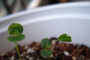 含羞草种子发芽时间详解：从播种到发芽，这些关键点你需要知道！