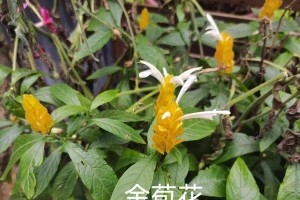 如何科学养护八仙锈球？（掌握关键技巧，打造美丽庭院）