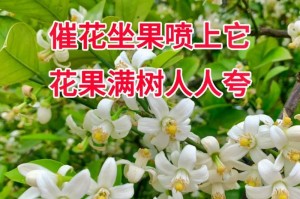龙眼催花技巧与方法剖析（掌握催花技能，助您打造高产龙眼林）