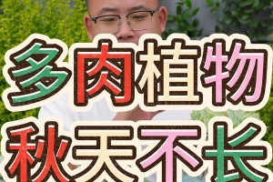 如何科学浇水小多肉？（掌握这些技巧，让多肉健康生长）