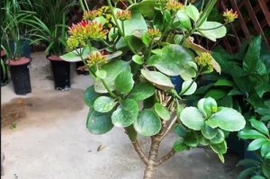花的快速生根方法与技巧（培养健康花根的关键技巧与实用建议）