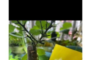 如何正确换土柠檬？（时间、方法及注意事项）
