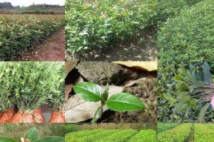 如何科学施肥，让你的桂花树更健康？（掌握科学施肥法，让你的桂花树更茂盛生长）
