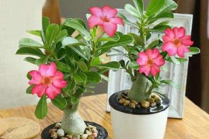 金玉满堂的花期及护理（开花时间、花期长度、养护方式）