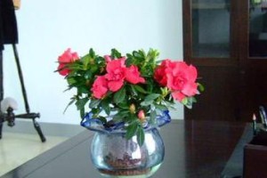 茶花水培养殖方法与注意事项（茶花水培育种，让你的生活更美丽）