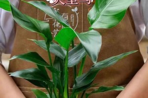 鹤王兰养殖技巧——打造鹤王兰健康成长的秘诀（掌握养殖鹤王兰的技巧，让你家的鹤王兰茁壮成长）