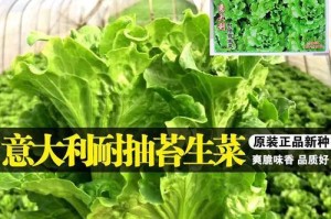 青菜种子的种植方法（从选种到收获，轻松掌握青菜种植技巧）