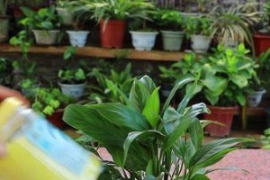 白掌可以用土养吗？（白掌的生长环境、土壤要求及养护方法）