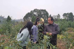 种植花椒的时间和方法（春季、夏季和秋季种植花椒的详细指南）