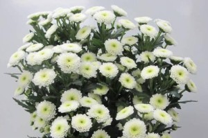 小雏菊秋季绽放的美丽（探寻小雏菊秋天开花之谜）