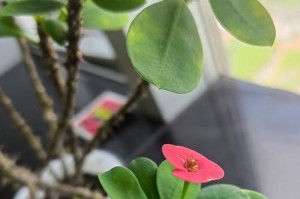 大叶虎刺梅不开花的原因（探究大叶虎刺梅不开花的原因及解决方法）