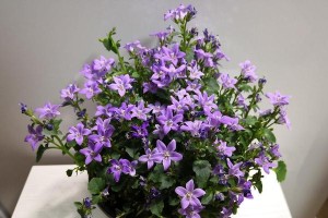 了解丹麦风铃草的花期（一年开花频率和花期长短）