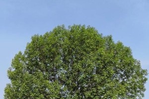 不落叶的神奇景观——常绿树（探寻常绿树的美丽与神秘）