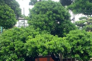 罗汉松水浇过多的处理方法（应对罗汉松常见状况，提高绿植存活率）