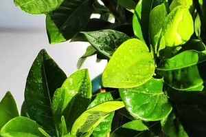 如何提前让栀子花盛开（探索栀子花开放的秘密及实用技巧）