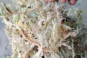 探究水草种子的洗净方法（有效清洗水草种子的步骤与技巧）
