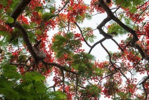 一株神秘的“活化石”（一株神秘的“活化石”）