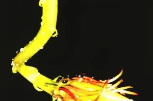 昙花的晨昏之美（一朵绽放于黎明和黄昏的奇迹）