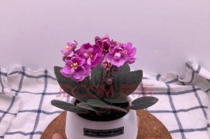 非洲堇的生长环境与适应性探究（喜阳还是喜阴？揭开非洲堇喜光特性之谜）