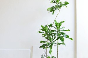 养植物盆栽，这些好养的你不容错过（推荐15种好养的植物盆栽，让你拥有更绿色的家居生活）