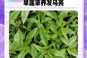 旱莲草生长环境解析（探究旱莲草生长的土壤、气候等因素）