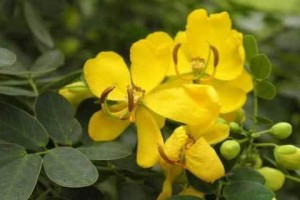 决明子种植全攻略（决明子的种植时间和方法）