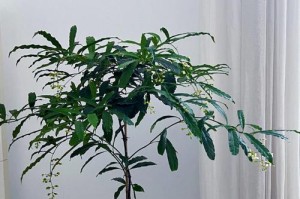 垂丝茉莉的养殖方法与注意事项（打造清新芳香的私家花园）