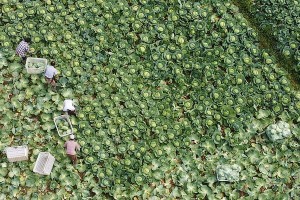 卷心菜种植时间和方法详解（卷心菜的生长环境、种植技巧、常见问题解析）
