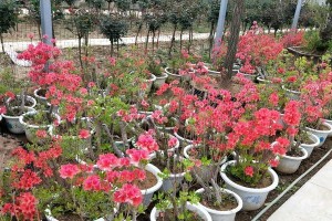 七里香修剪方法详解（打造健康、美观的七里香园林）