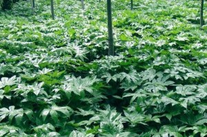 八角金盘——一种神奇草本植物（由木本转型草本植物，绝佳的草药养生之选）