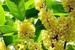 桂花树可以浇啤酒吗？（教你正确浇水的方法，让桂花开的更香。）