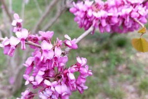 爬藤紫荆花的养殖技巧（打造美丽花墙，关键在于合理养护）