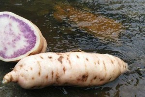 探寻地瓜的品种多样性（品种丰富，味道不同，你真的了解地瓜吗？）