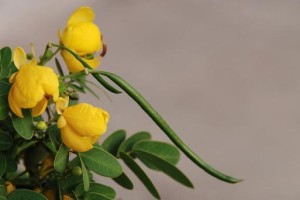 决明子种植时间和方法详解（掌握决明子种植技巧，助力丰收）