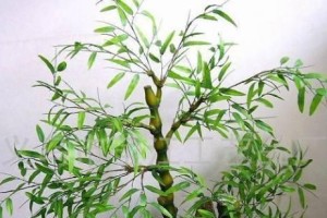 罗汉竹的生长环境与特点（绿色植物的宠儿）