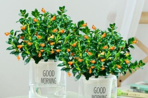养生植物盆栽大全（植物养护指南，室内美景随手得）