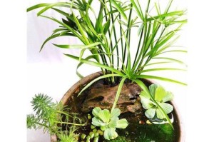 旱伞草并非水生植物（揭开旱伞草生态之谜，了解其适应能力与生长环境）