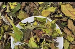 老树白茶——一种珍贵的中国传统茶